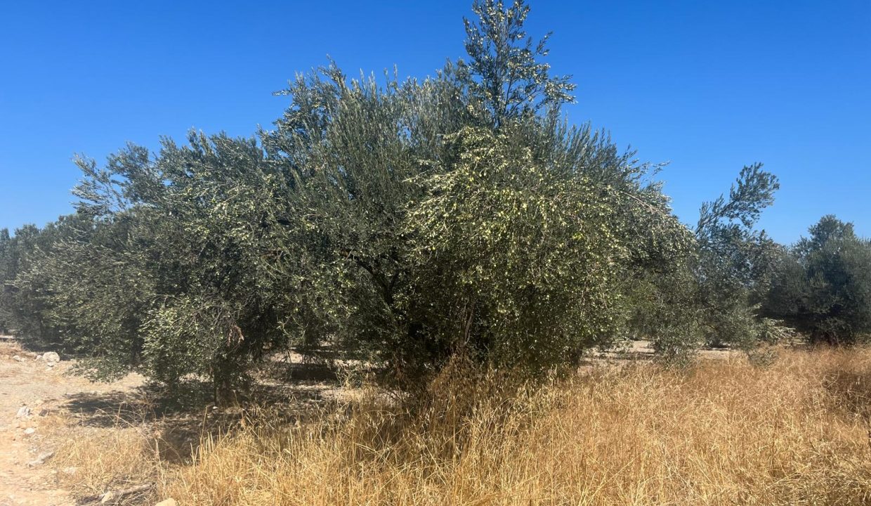 WhatsApdp Image 2025-11-28 at 15.26.10