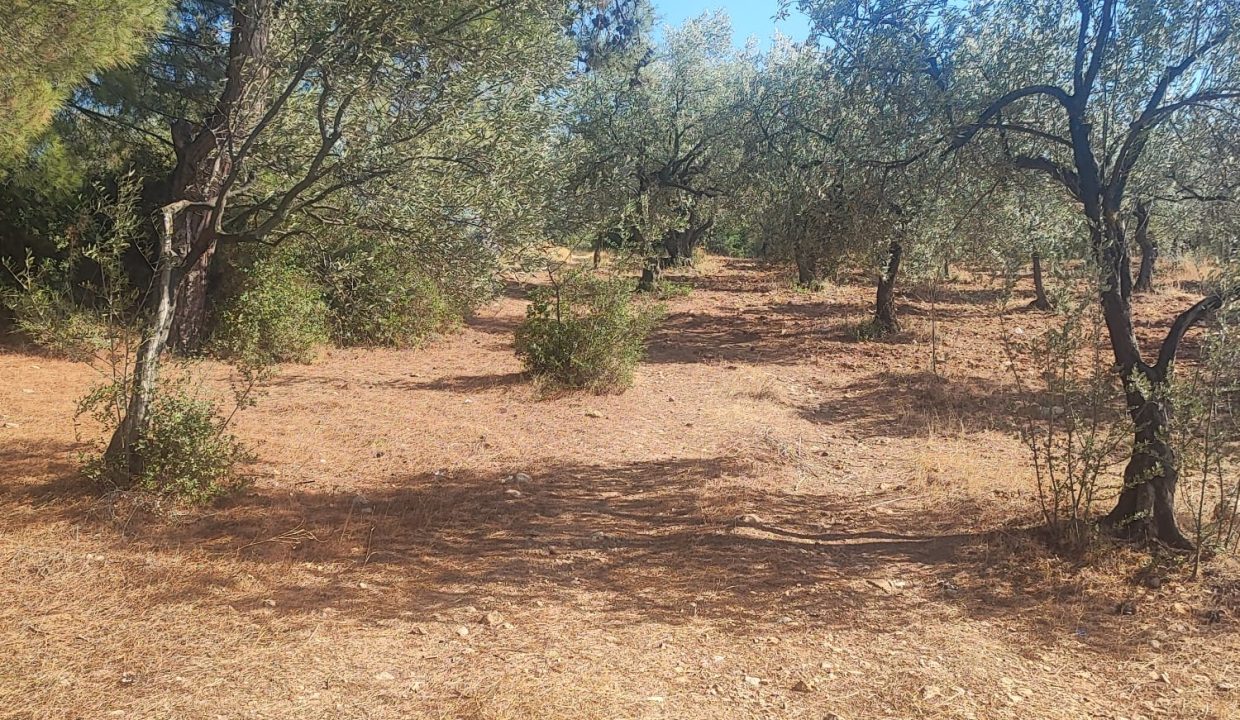 WhatsApp Görsel 2025-09-11 saat 16.01.37_b115f83c