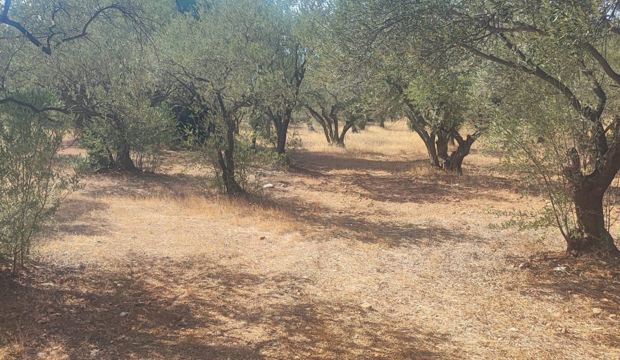 WhatsApp Görsel 2025-09-11 saat 16.01.39_ca183f96