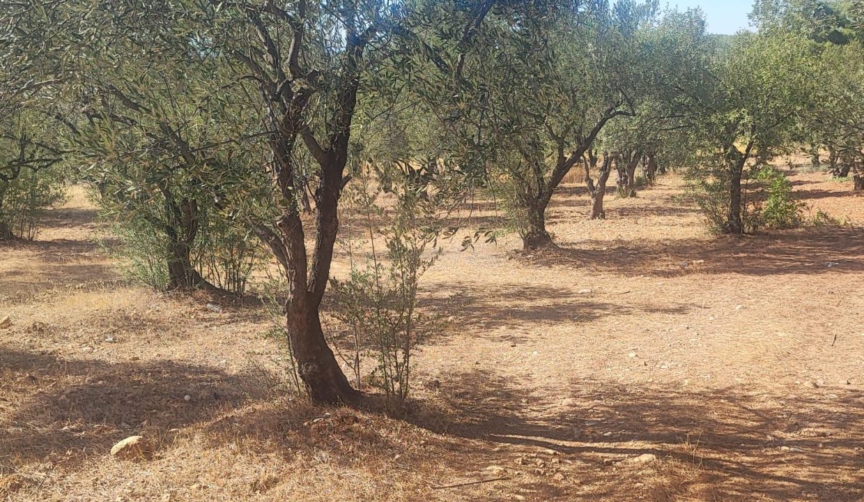 WhatsApp Görsel 2025-09-11 saat 16.01.42_5a895a47