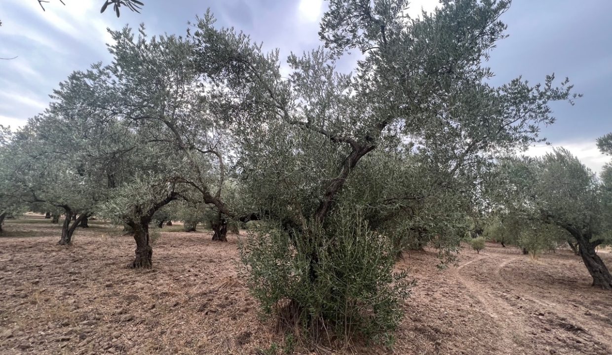 WhatsApp Görsel 2025-11-12 saat 18.35.04_42e4e7bb