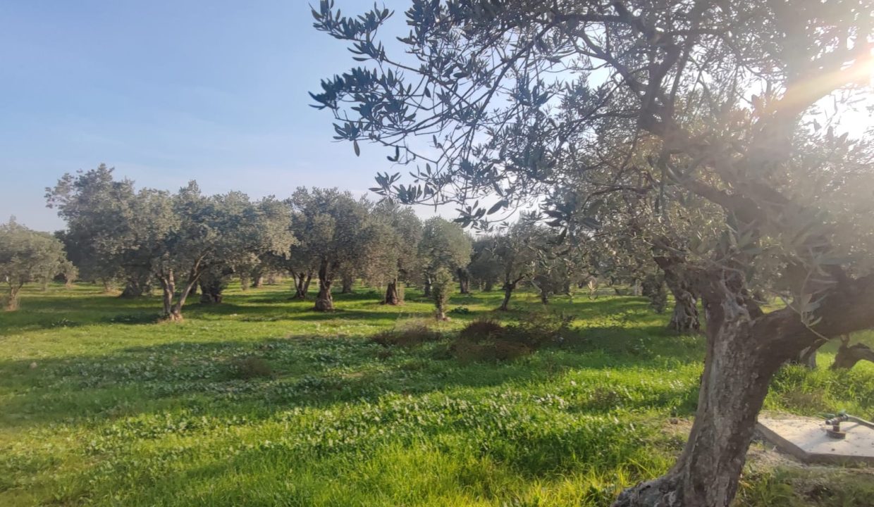 WhatsApp Görsel 2025-11-22 saat 11.46.27_0a353af5