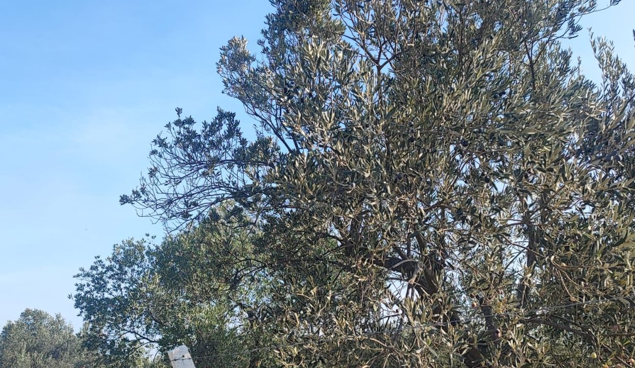 WhatsApp Görsel 2025-11-22 saat 11.46.27_ae0aa98e