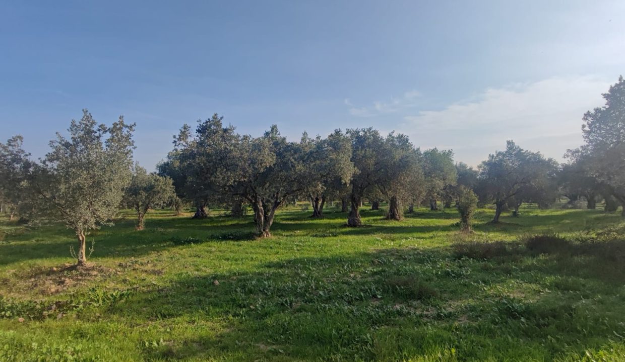 WhatsApp Görsel 2025-11-22 saat 11.46.28_aca1a87c