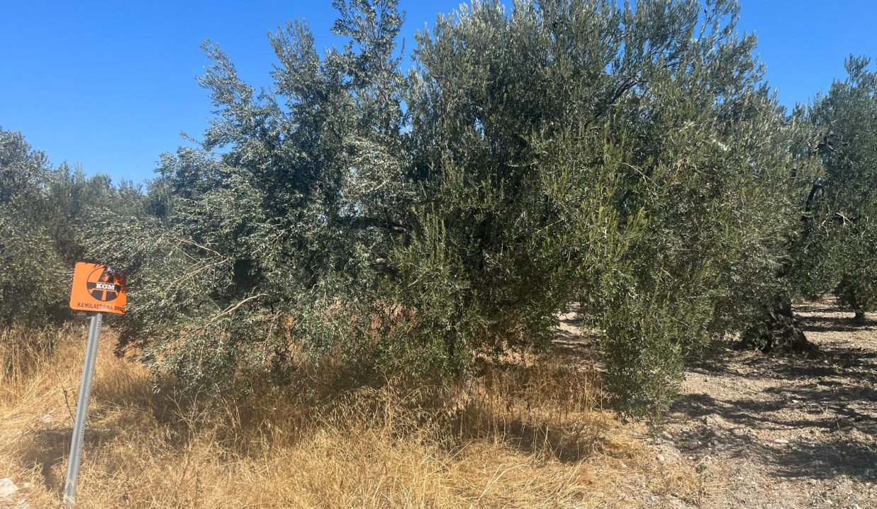 WhatsApp Image 2025-11-28 at 15.26.10