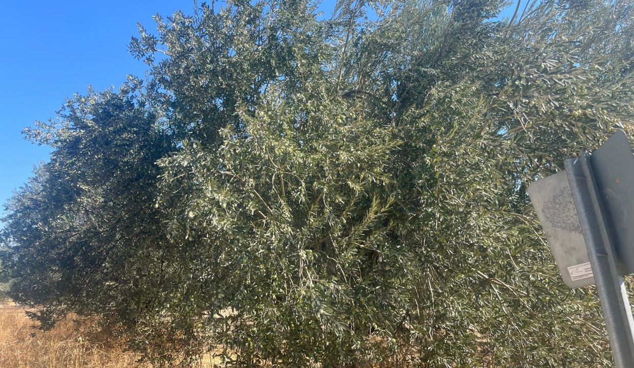 WhatsApp Image 2025-11-d28 at 15.26.10